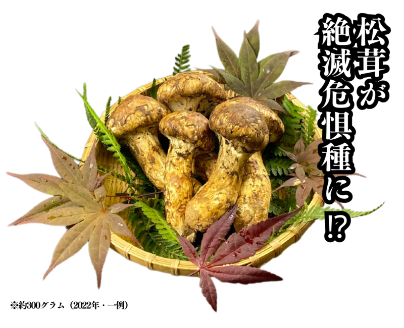 松茸が絶滅危惧種に?