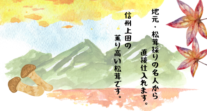 地元・松茸採りの名人から直接仕入れます。信州上田の薫り高い松茸です。
