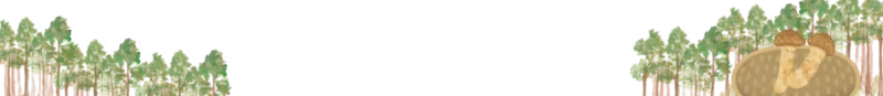 松茸 松林 背景透過